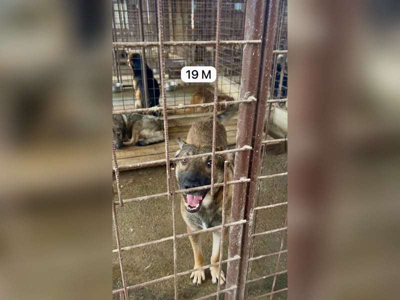 update Fotos - Notfall - Dieser liebe Schäferhundmix braucht dringend ein Zuhause