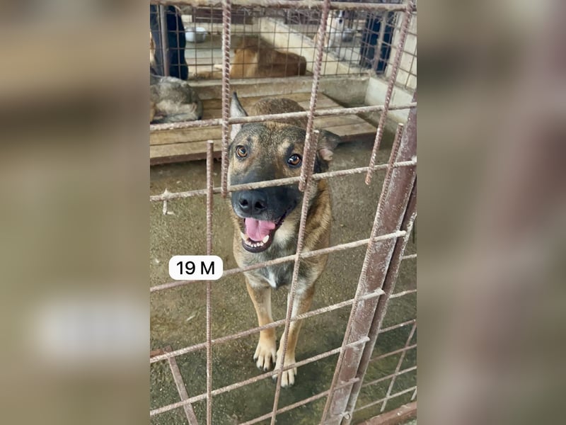 update Fotos - Notfall - Dieser liebe Schäferhundmix braucht dringend ein Zuhause