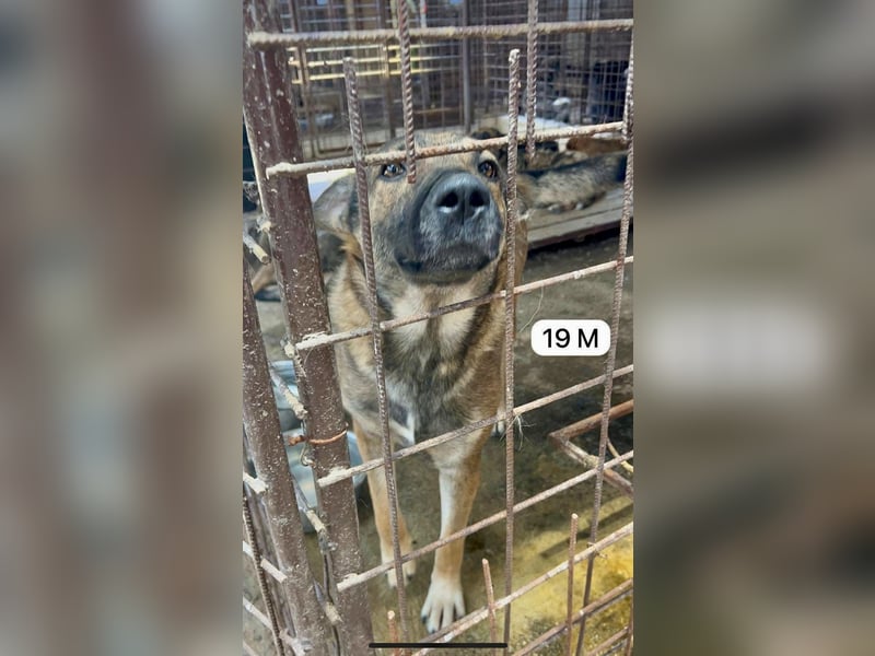 update Fotos - Notfall - Dieser liebe Schäferhundmix braucht dringend ein Zuhause