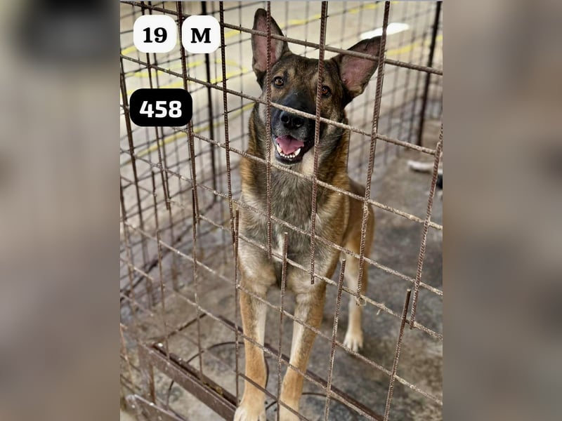 update Fotos - Notfall - Dieser liebe Schäferhundmix braucht dringend ein Zuhause