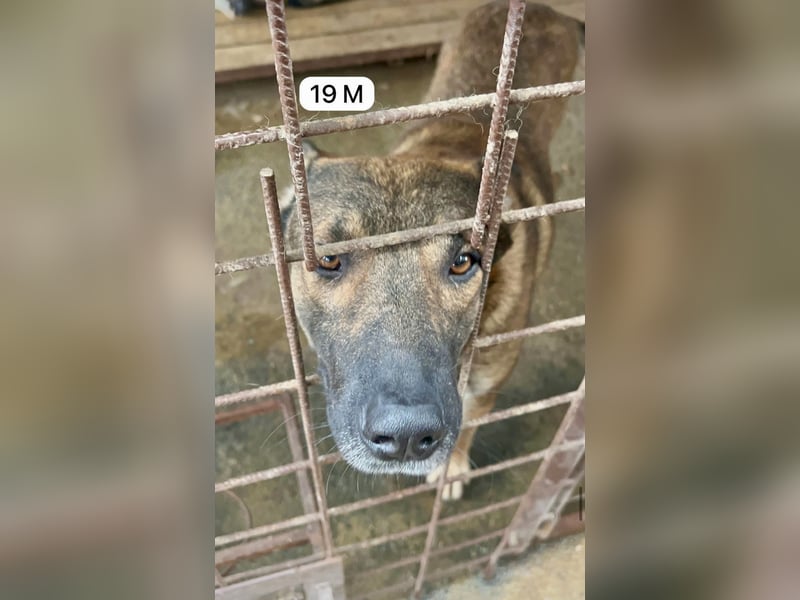 update Fotos - Notfall - Dieser liebe Schäferhundmix braucht dringend ein Zuhause