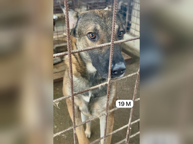 update Fotos - Notfall - Dieser liebe Schäferhundmix braucht dringend ein Zuhause