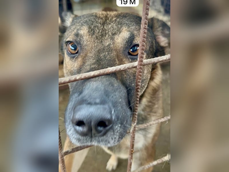 update Fotos - Notfall - Dieser liebe Schäferhundmix braucht dringend ein Zuhause