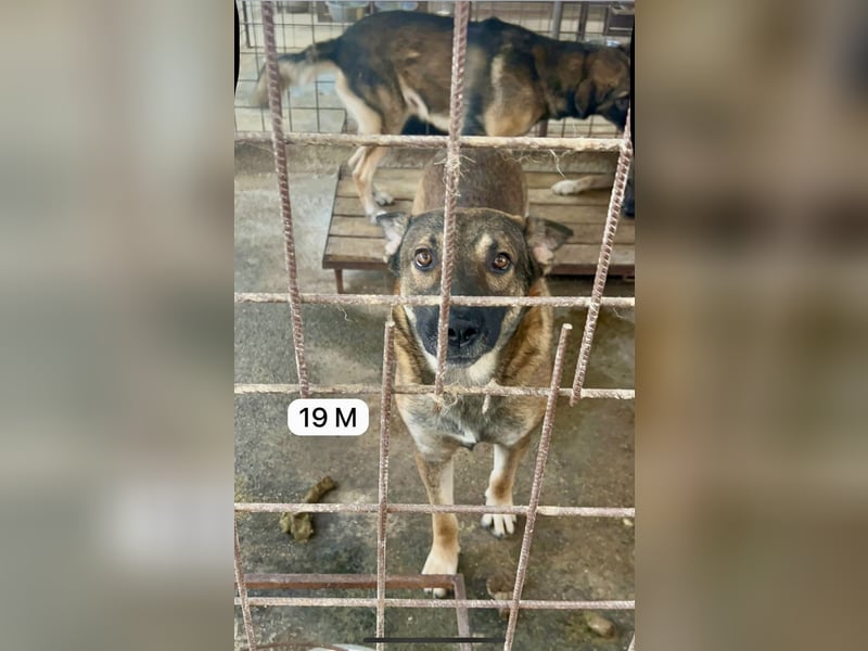 update Fotos - Notfall - Dieser liebe Schäferhundmix braucht dringend ein Zuhause