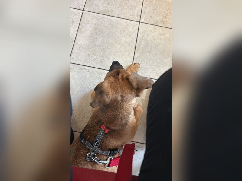 Schäferhund Mischlings Dame