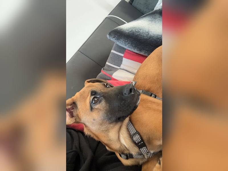 Schäferhund Mischlings Dame