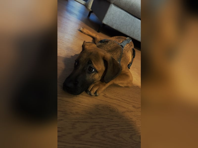 Schäferhund Mischlings Dame