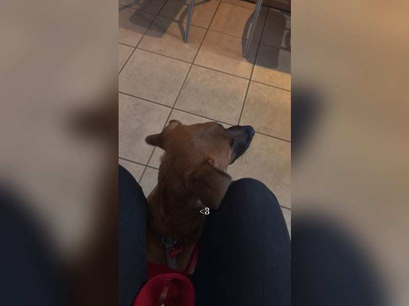 Schäferhund Mischlings Dame