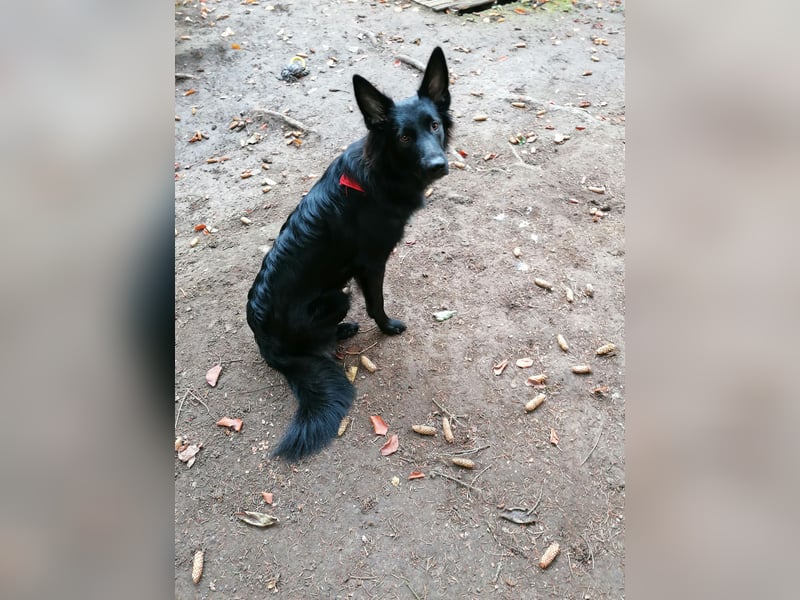 Altdeutscher Hütehund