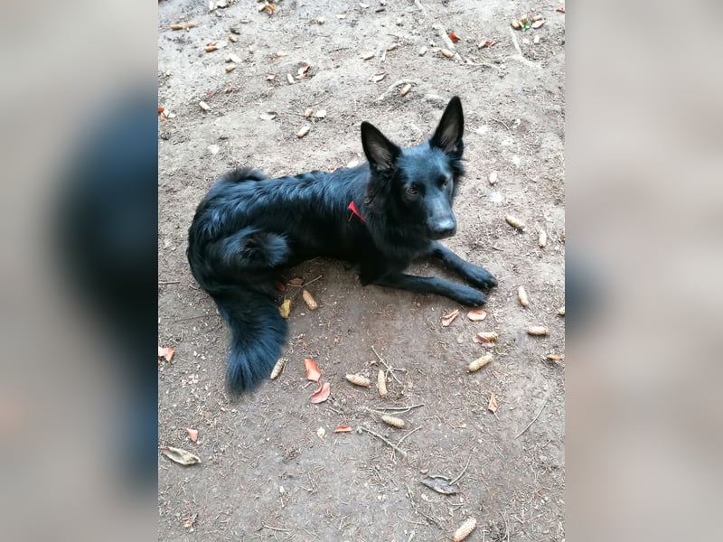 Altdeutscher Hütehund