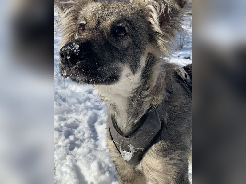 Schüchterne Suki sucht ihre Menschen