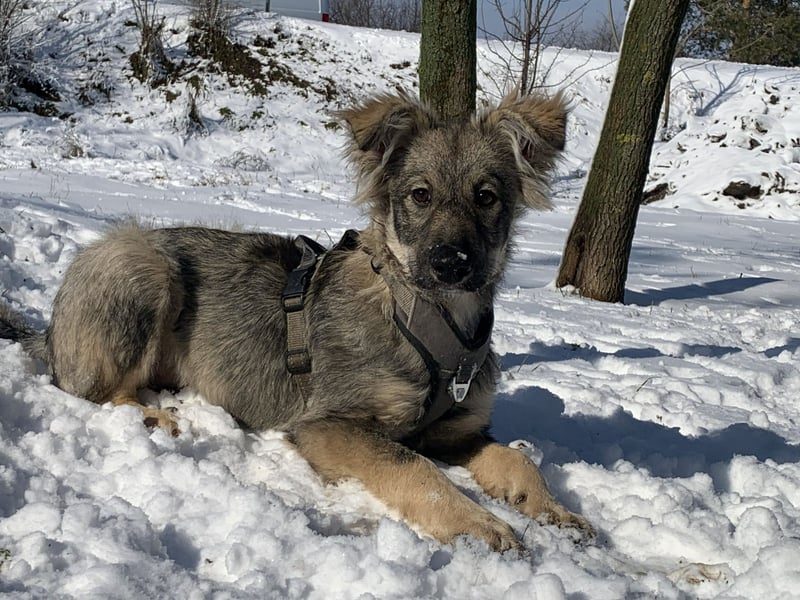 Schüchterne Suki sucht ihre Menschen