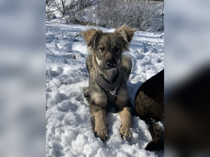 Schüchterne Suki sucht ihre Menschen