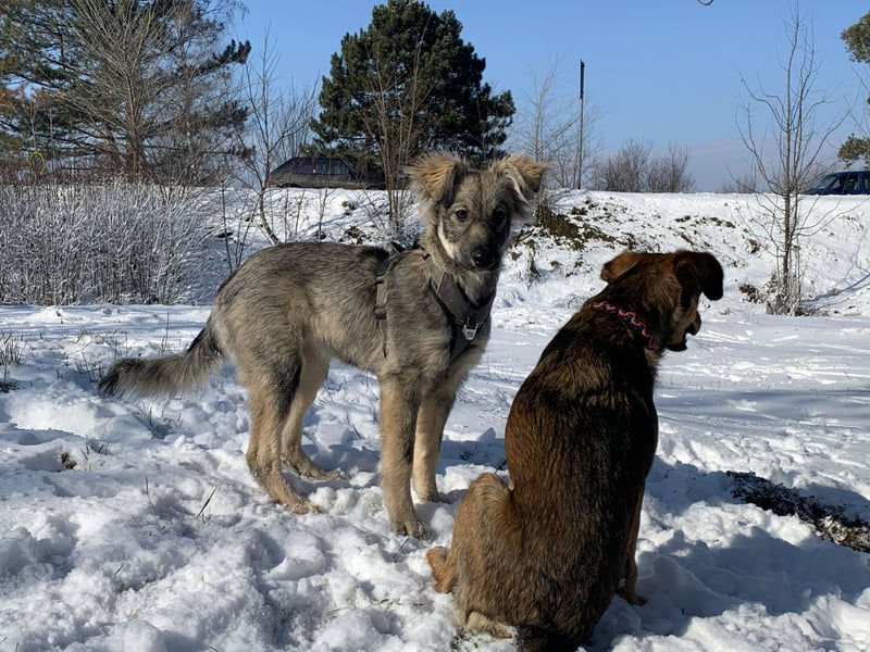 Schüchterne Suki sucht ihre Menschen