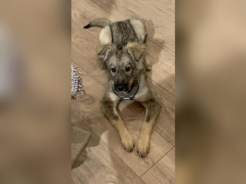 Schüchterne Suki sucht ihre Menschen