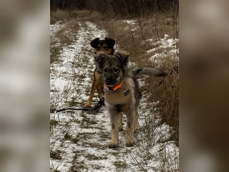Schüchterne Suki sucht ihre Menschen