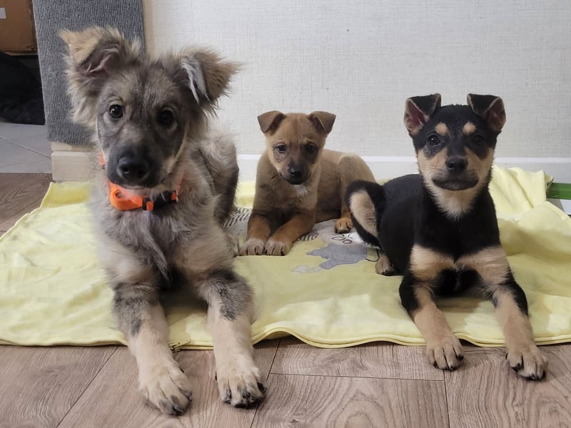 Schüchterne Suki sucht ihre Menschen