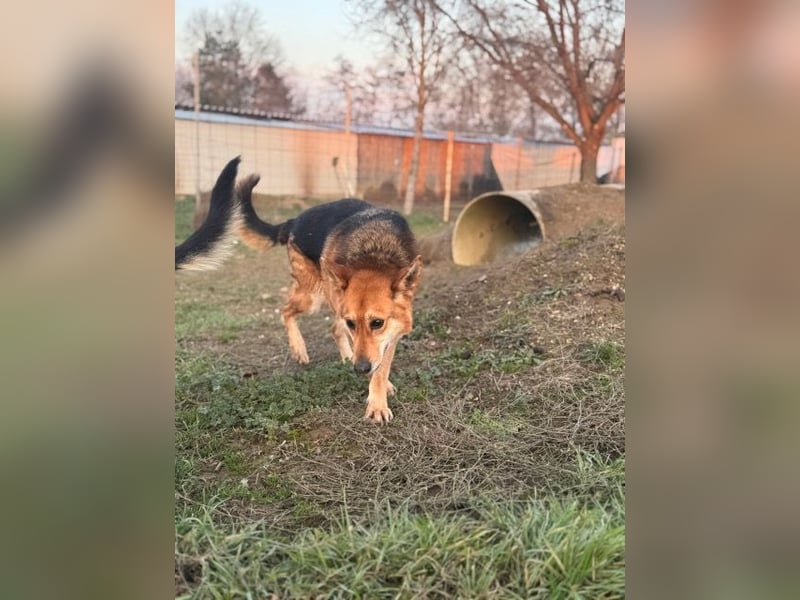 Komlo , sanftmütig und zauberzart.  Wer hat ein schönes Plätzchen?