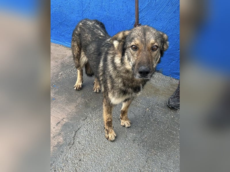 Yuma, freundlich und sozialverträglich