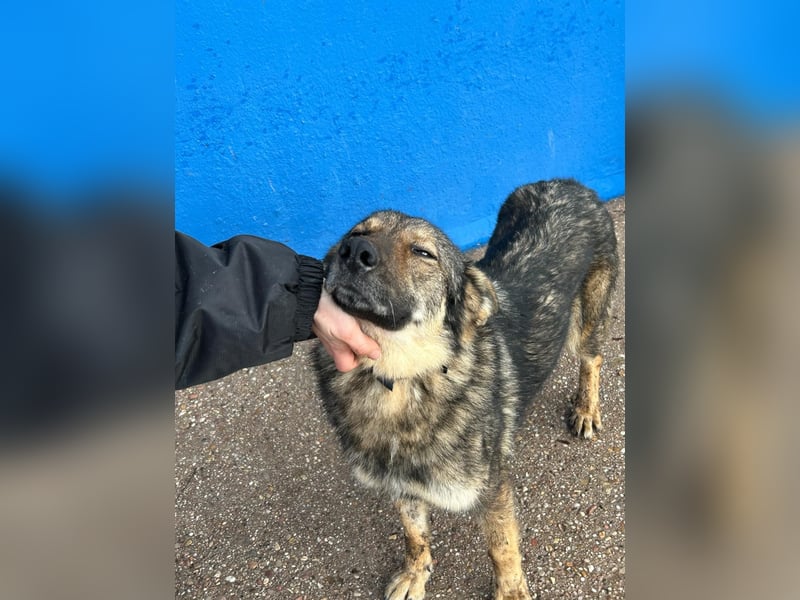 Yuma, freundlich und sozialverträglich