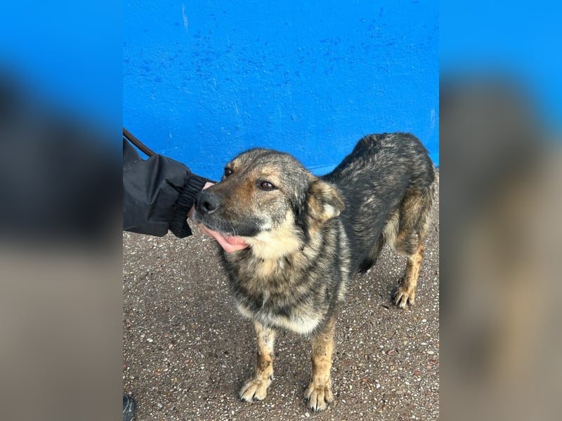 Yuma, freundlich und sozialverträglich