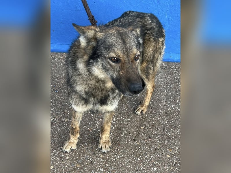 Yuma, freundlich und sozialverträglich