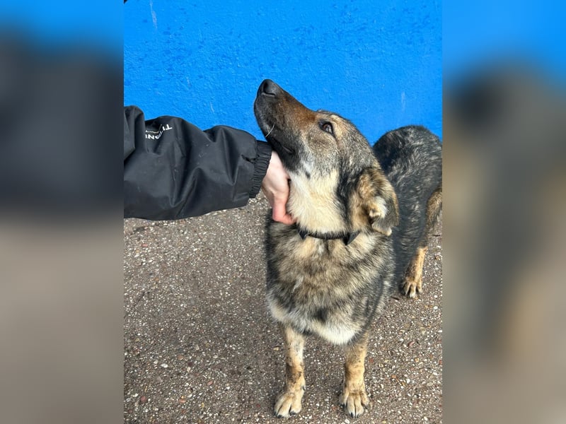 Yuma, freundlich und sozialverträglich