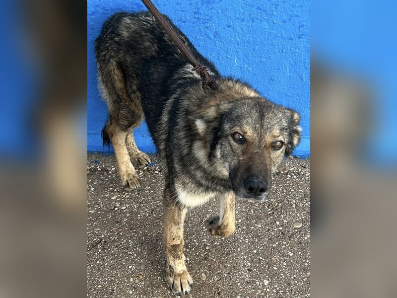 Yuma, freundlich und sozialverträglich