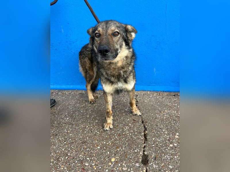 Yuma, freundlich und sozialverträglich