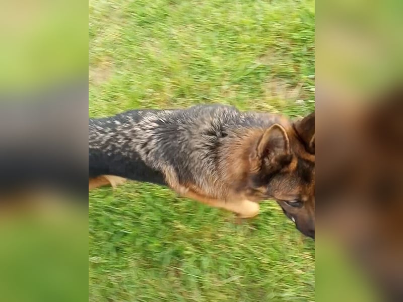 Marvel sucht ihren Menschen