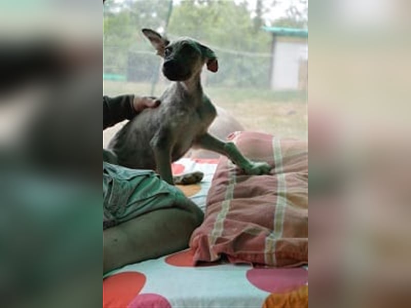 Wunderschöner Rüde Lupo (mit Handycap) sucht seine ganz besonderen Menschen für immer