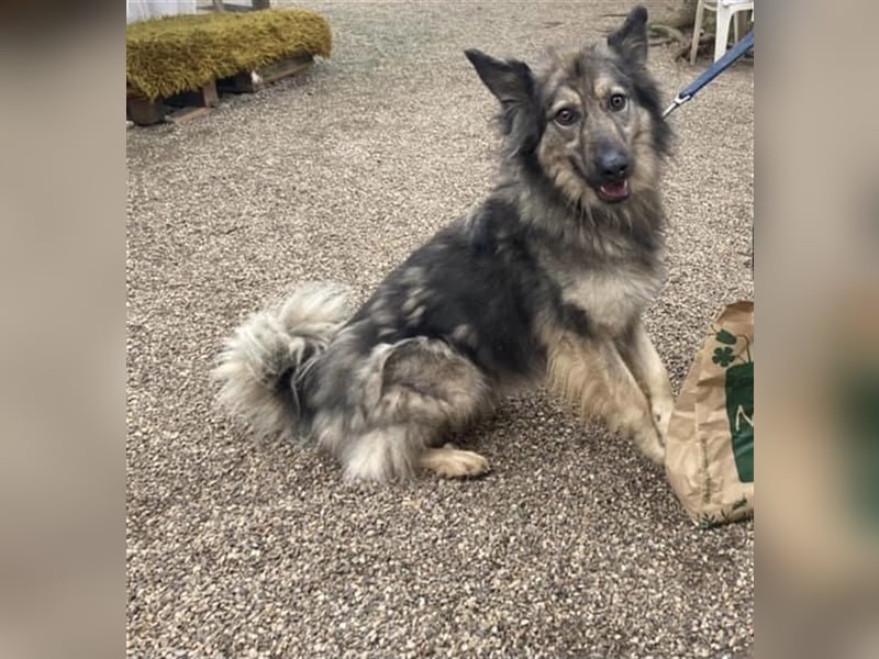 Wunderschöner Rüde Lupo (mit Handycap) sucht seine ganz besonderen Menschen für immer