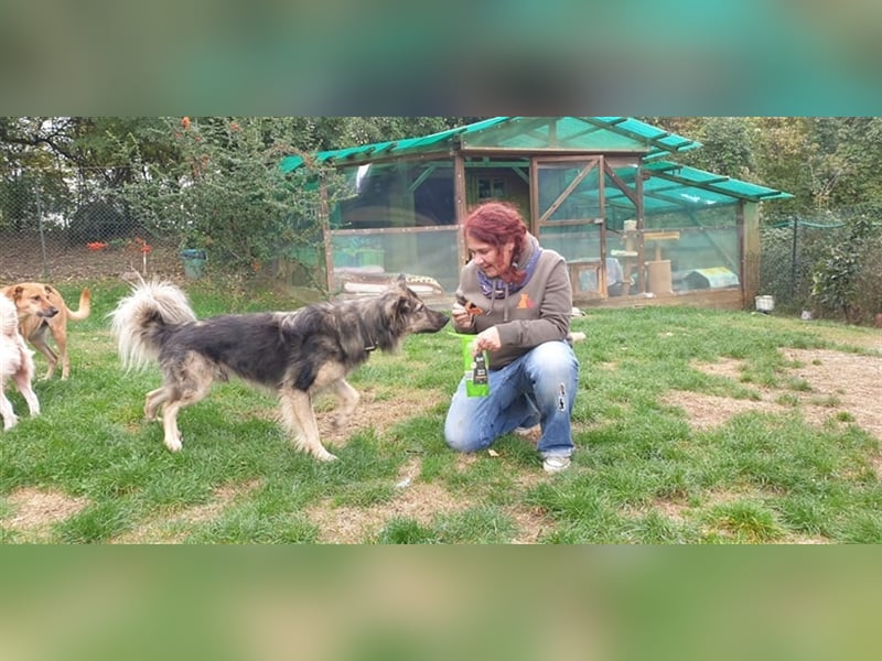 Wunderschöner Rüde Lupo (mit Handycap) sucht seine ganz besonderen Menschen für immer