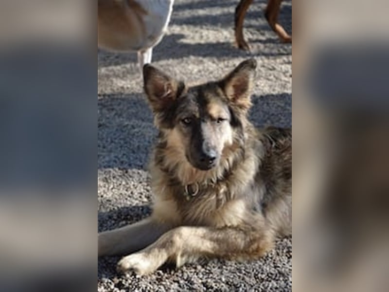 Wunderschöner Rüde Lupo (mit Handycap) sucht seine ganz besonderen Menschen für immer