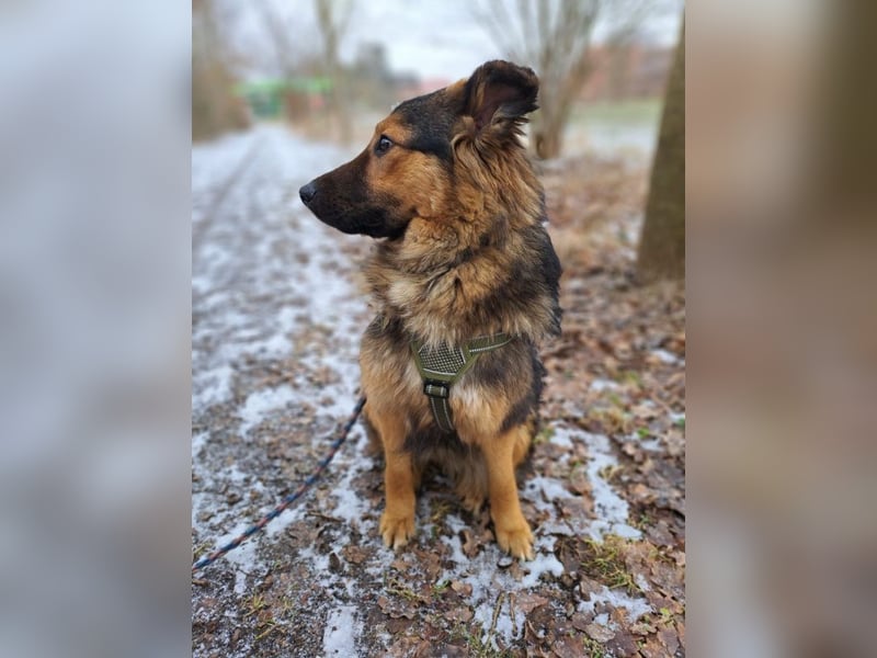 liebe Altdeutsche Scxhäferhund Mix Junghündin "Mascha"