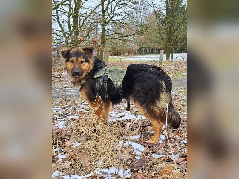 liebe Altdeutsche Scxhäferhund Mix Junghündin "Mascha"
