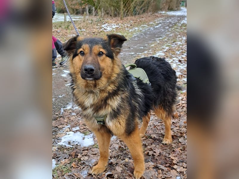liebe Altdeutsche Scxhäferhund Mix Junghündin "Mascha"
