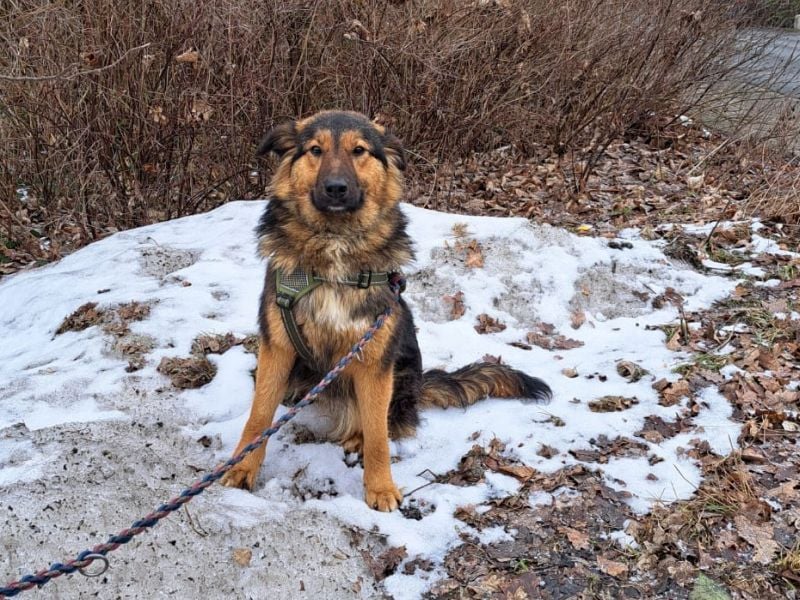 liebe Altdeutsche Scxhäferhund Mix Junghündin "Mascha"