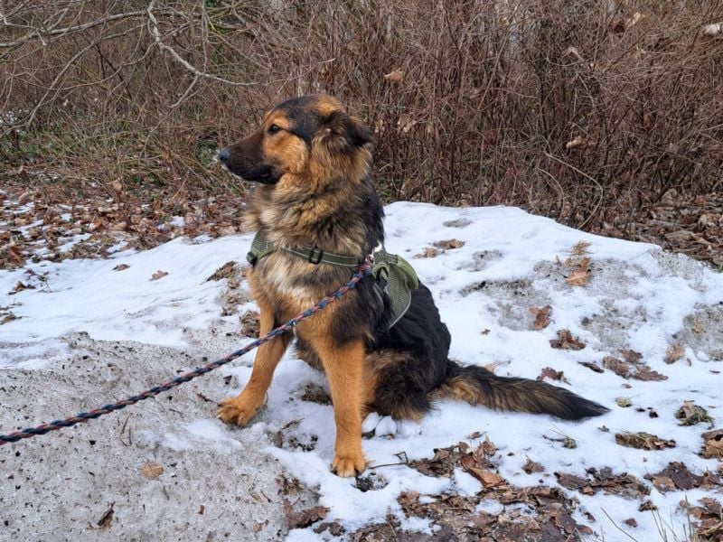 liebe Altdeutsche Scxhäferhund Mix Junghündin "Mascha"