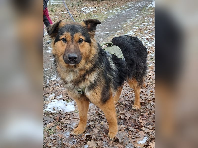 liebe Altdeutsche Scxhäferhund Mix Junghündin "Mascha"