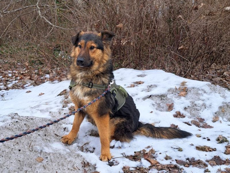 liebe Altdeutsche Scxhäferhund Mix Junghündin "Mascha"
