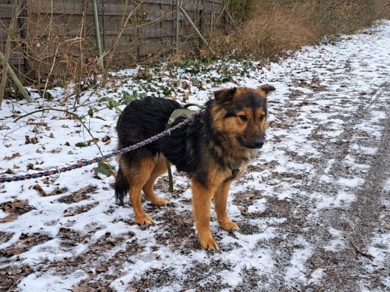 liebe Altdeutsche Scxhäferhund Mix Junghündin "Mascha"