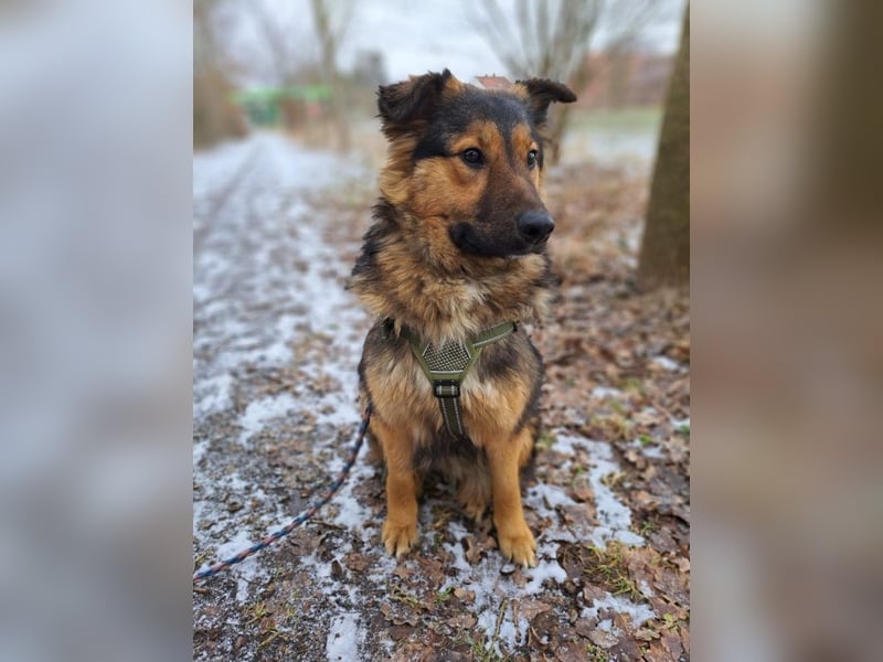 liebe Altdeutsche Scxhäferhund Mix Junghündin "Mascha"