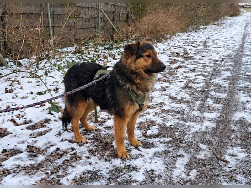 liebe Altdeutsche Scxhäferhund Mix Junghündin "Mascha"