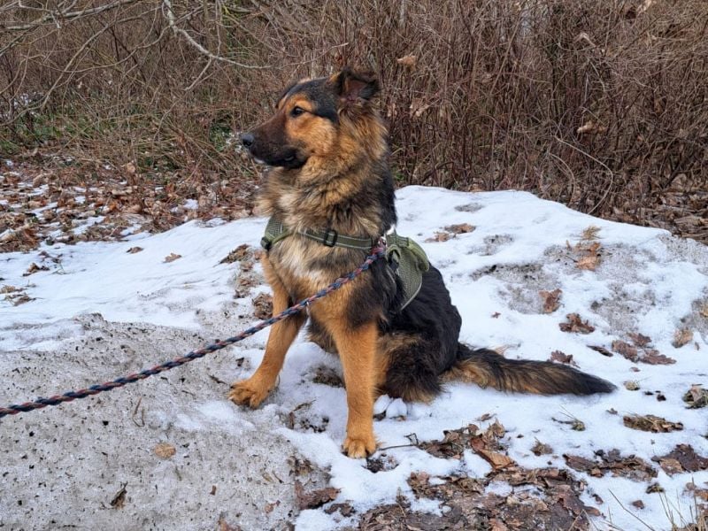 liebe Altdeutsche Scxhäferhund Mix Junghündin "Mascha"
