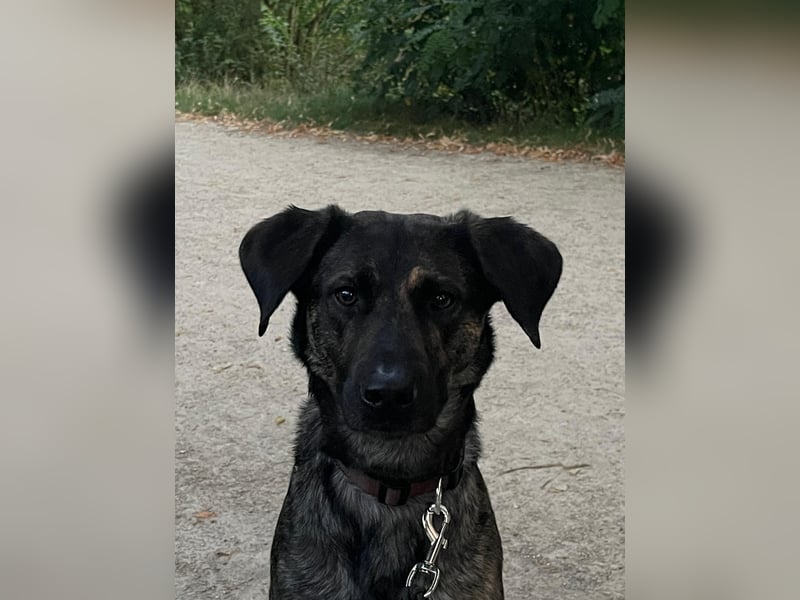 Neues Zuhause für Diego gesucht