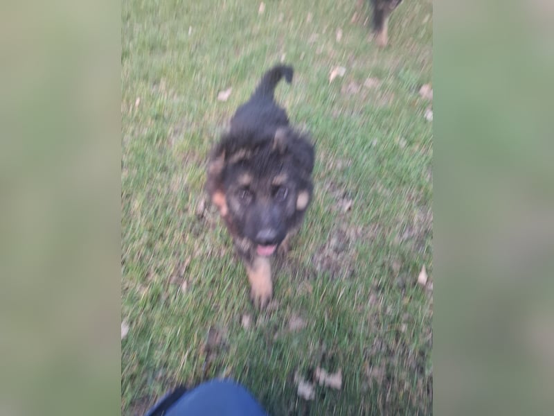 Altdeutsche Schäferhundwelpen