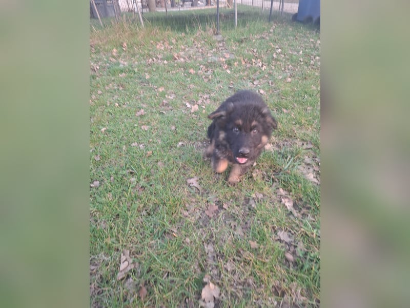 Altdeutsche Schäferhundwelpen