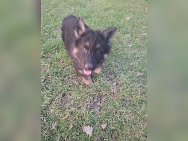 Altdeutsche Schäferhundwelpen
