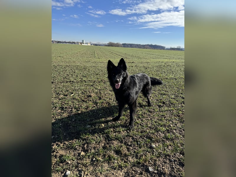 Altdeutschen Schöferhund Rüde